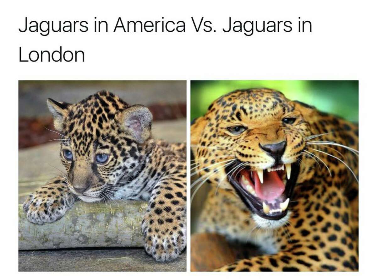 Jaguar fans suck