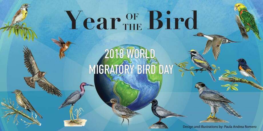 celebrating migratory bird day at audubon greenwich