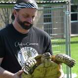 chester moore carries kong an african spurred tortoise at the