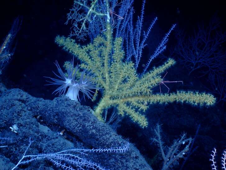 a deep sea coral community with striking white tube-dwelling sea