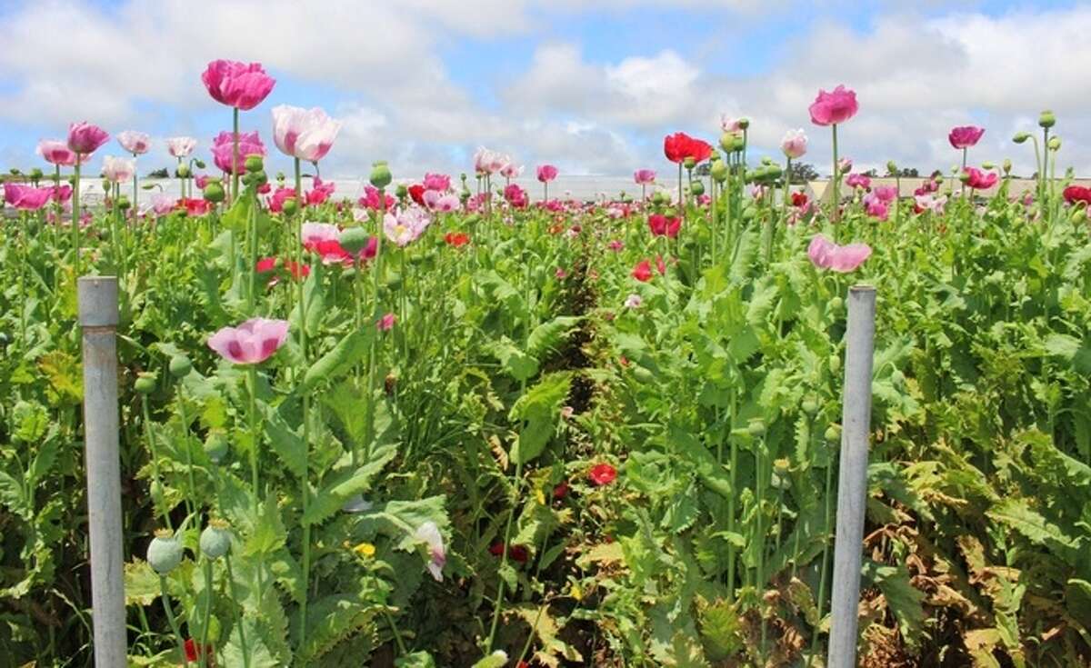 17 Tons Of Opium Poppy Plants Found At 8 Monterey County Grow Sites