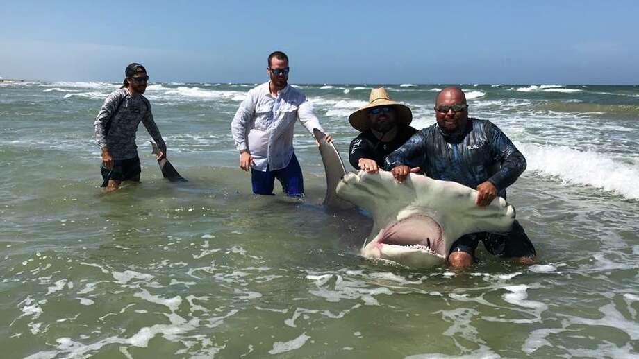 hammerhead shark,Mako shark a man caught a 14-foot hammerhead shark at padre island national