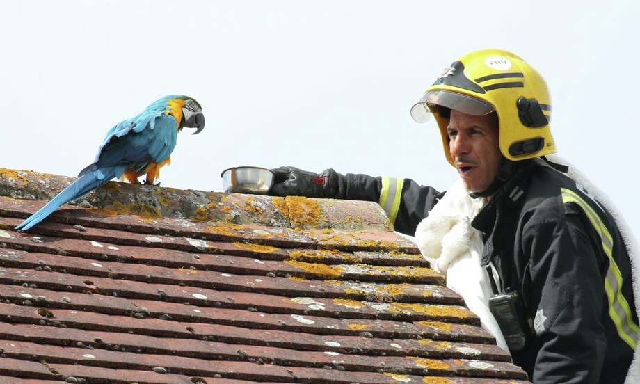 sassy parrot curses london firefighters trying to rescue her