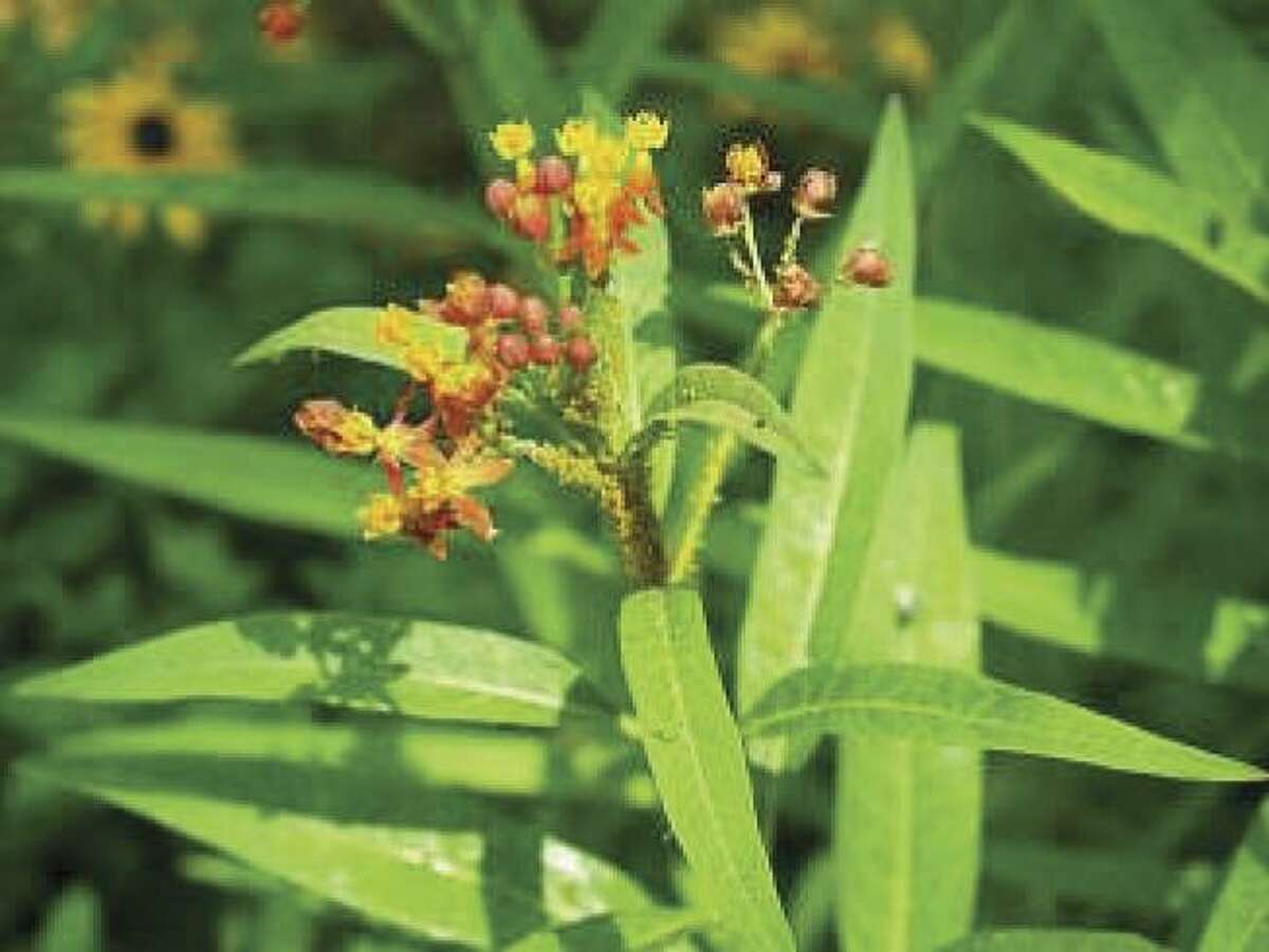 Master Gardener How Do I Get Rid Of The Aphids On My Milkweed Plants
