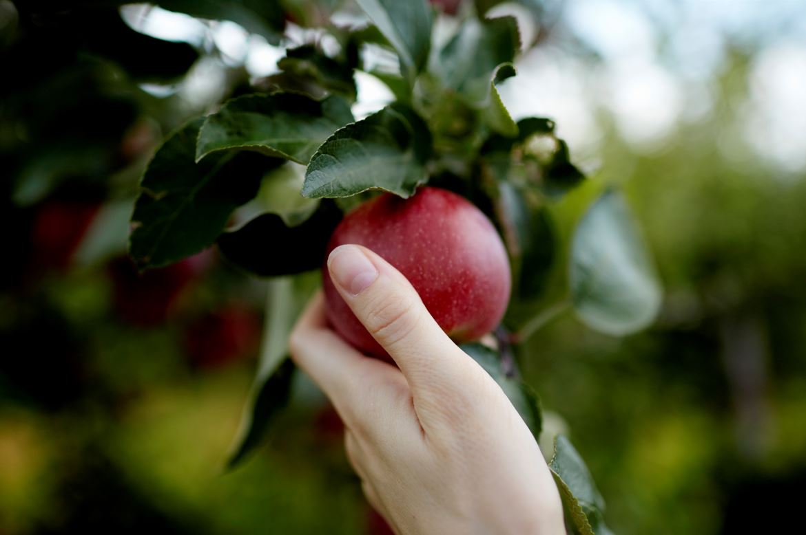 Plan your stops at these Riverbend apple orchards for fall fun
