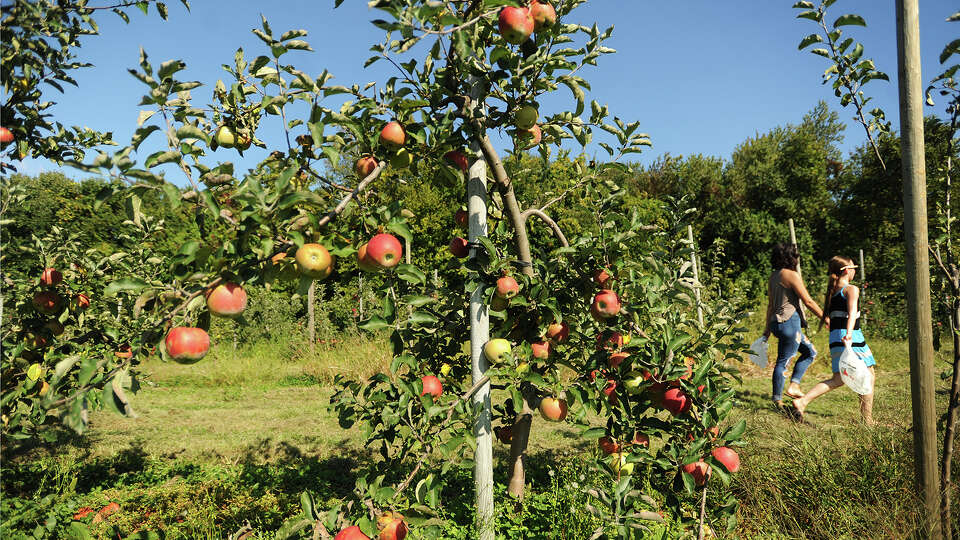 A 2020 guide to Connecticut Apple Picking