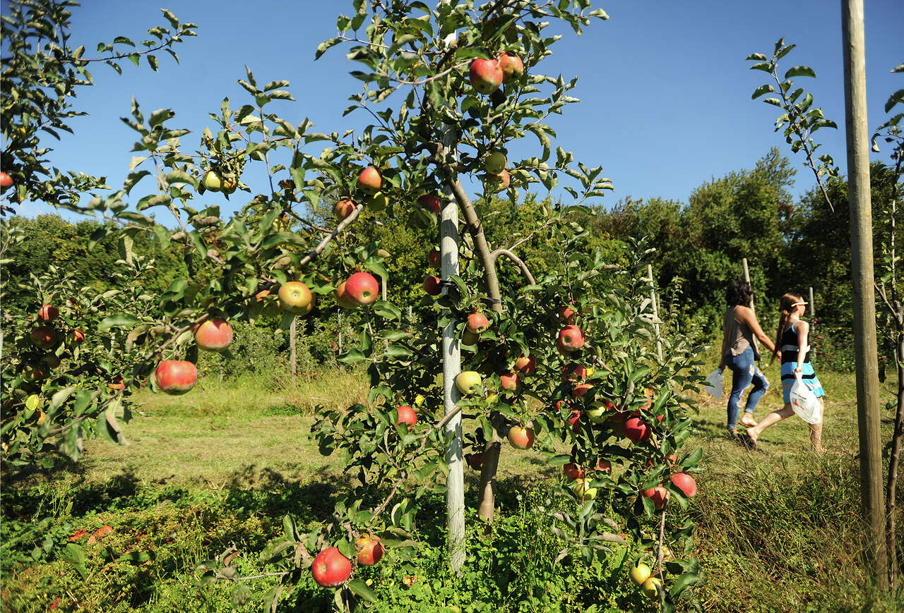 A 2021 guide to Connecticut Apple Picking