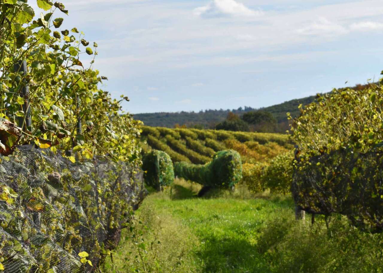 A guide to Connecticut's Wine Trail