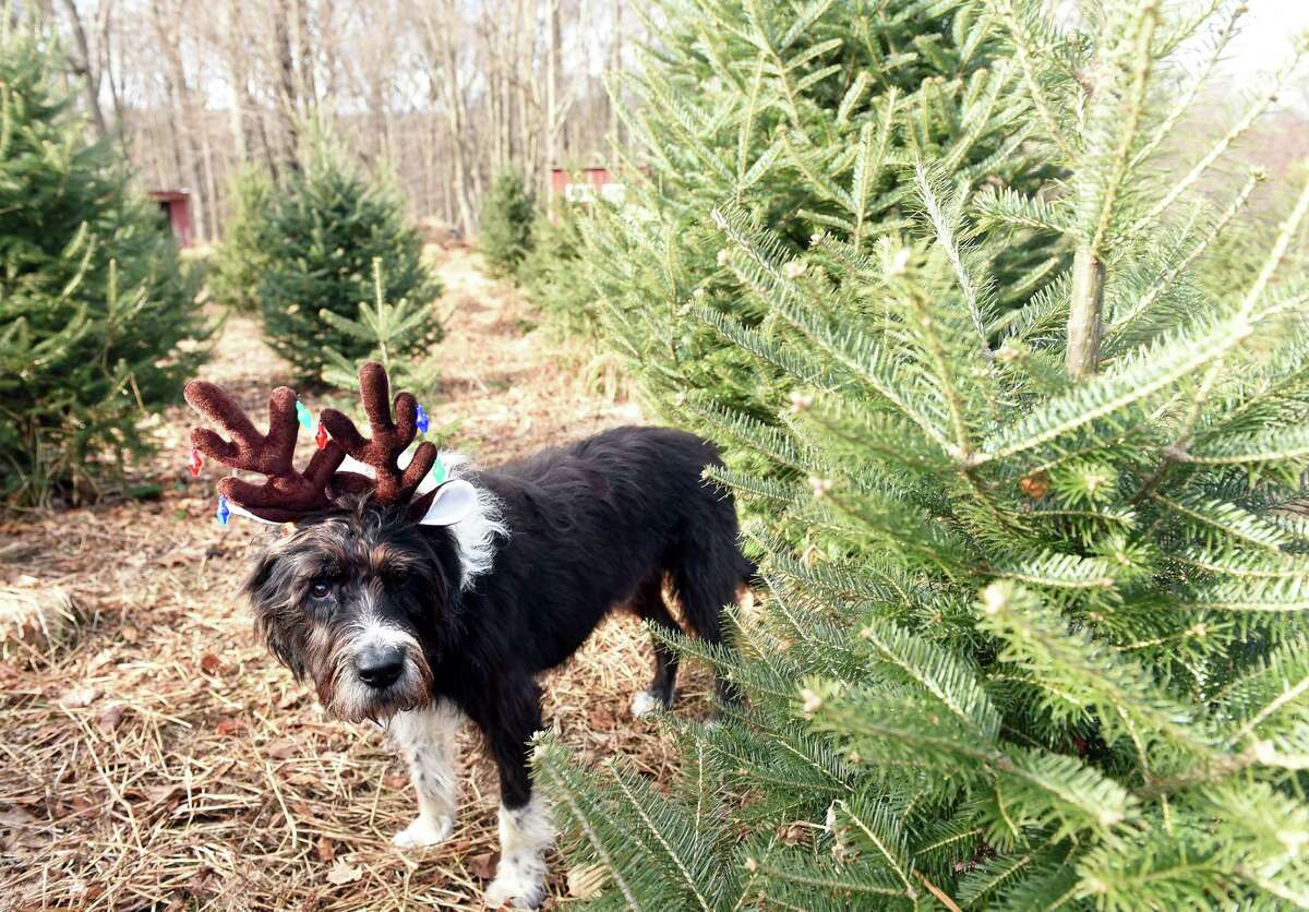 Connecticut tree farms Where you can cut down your own Christmas tree
