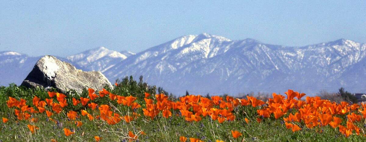 The 7 Best Places To Find Wildflowers In California This Spring