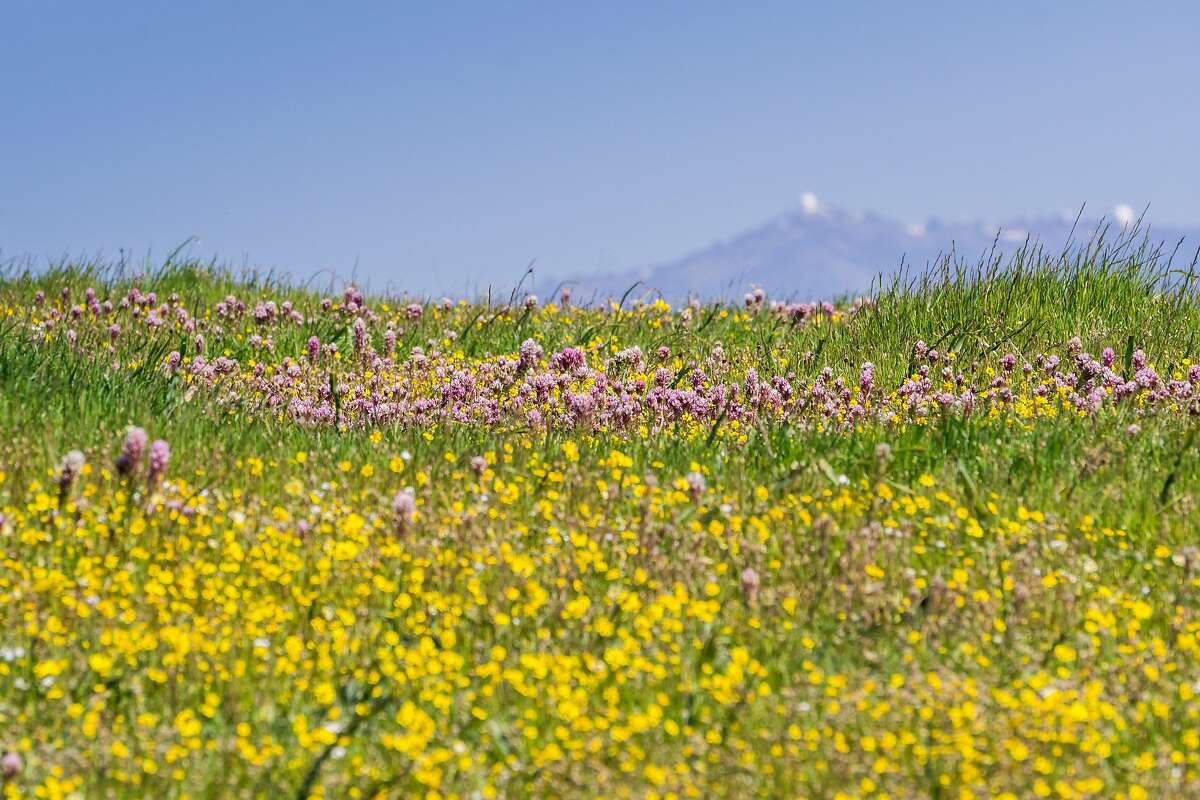 The 7 best places to find wildflowers in California this ...