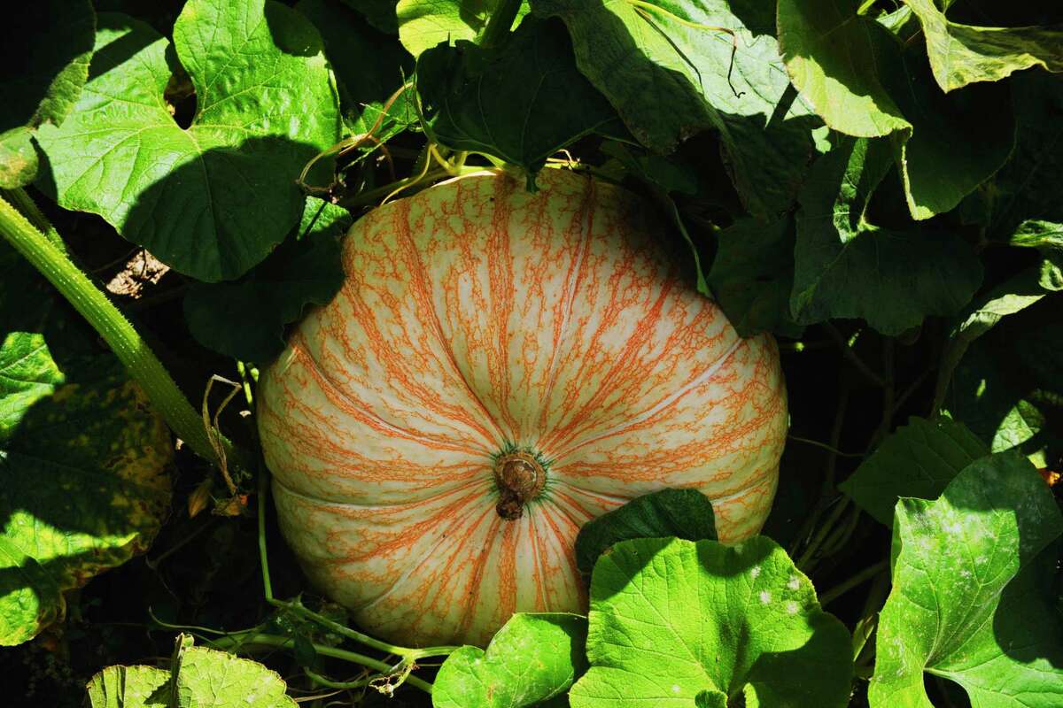 A large pumpkin waits to be picked.