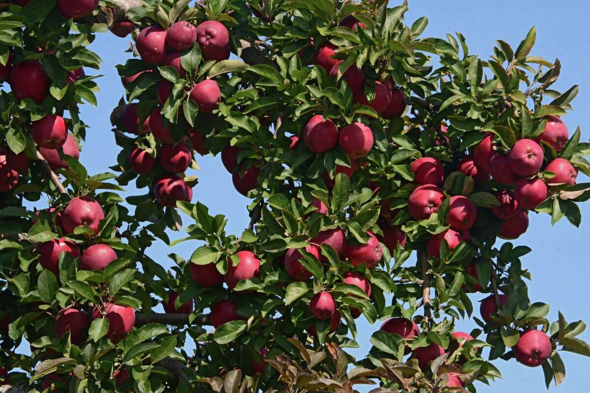 An abundance of red apples on a tree.