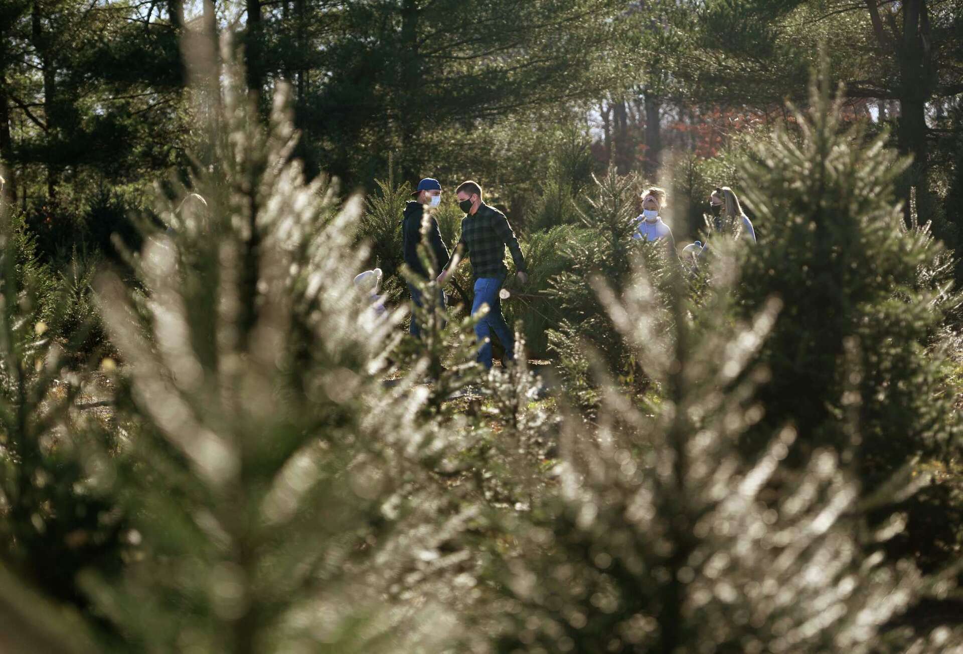 Connecticut tree farms: Where you can cut down your own Christmas tree