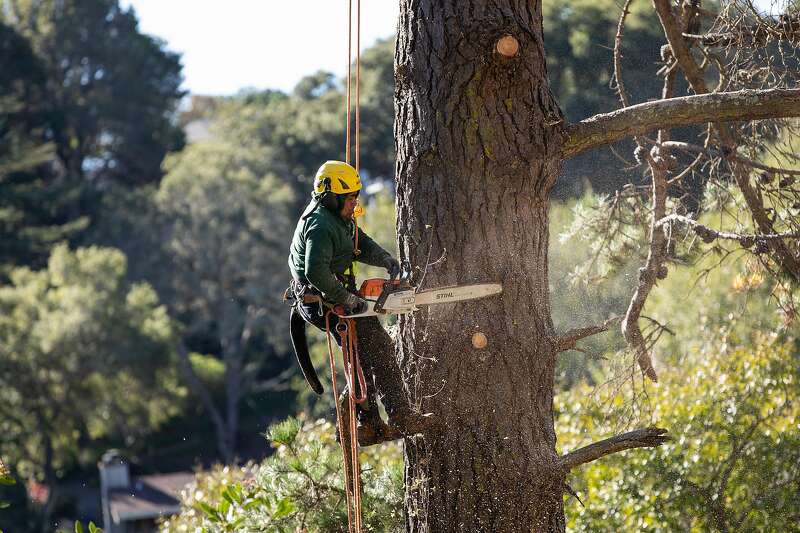 Crews work to remove trees and vegetation that could serve as hazardous fuel as part of the East Bay Regional Park District's wildfire prevention efforts in Wildcat Canyon Regional Park. A map shows a part of Contra Costa County.