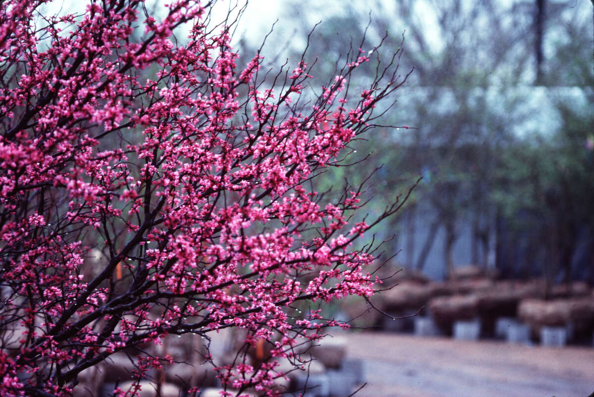 Spring trees and flowers blooming around San Antonio