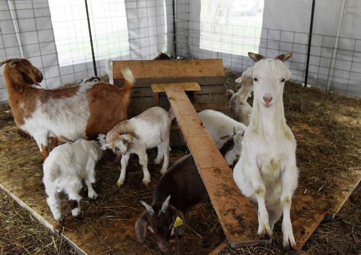 Baby goats play in a pen.