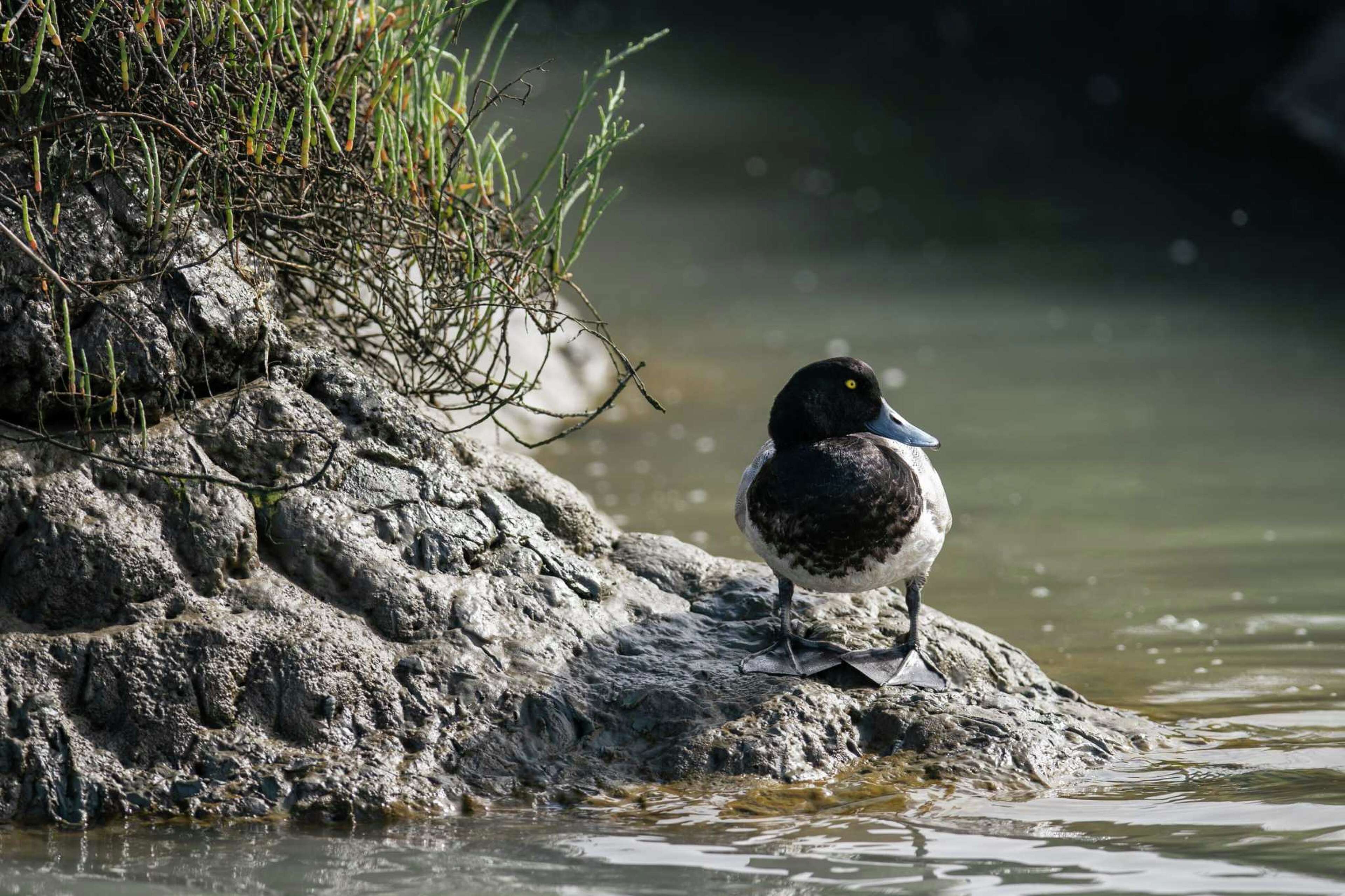 Best places to go birding in the Bay Area