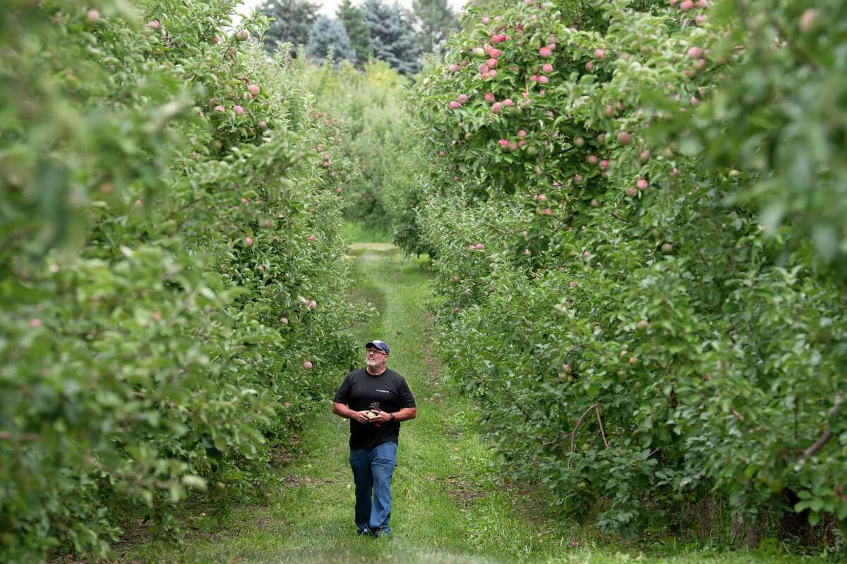 A man walks down a row of apple trees on Wednesday.