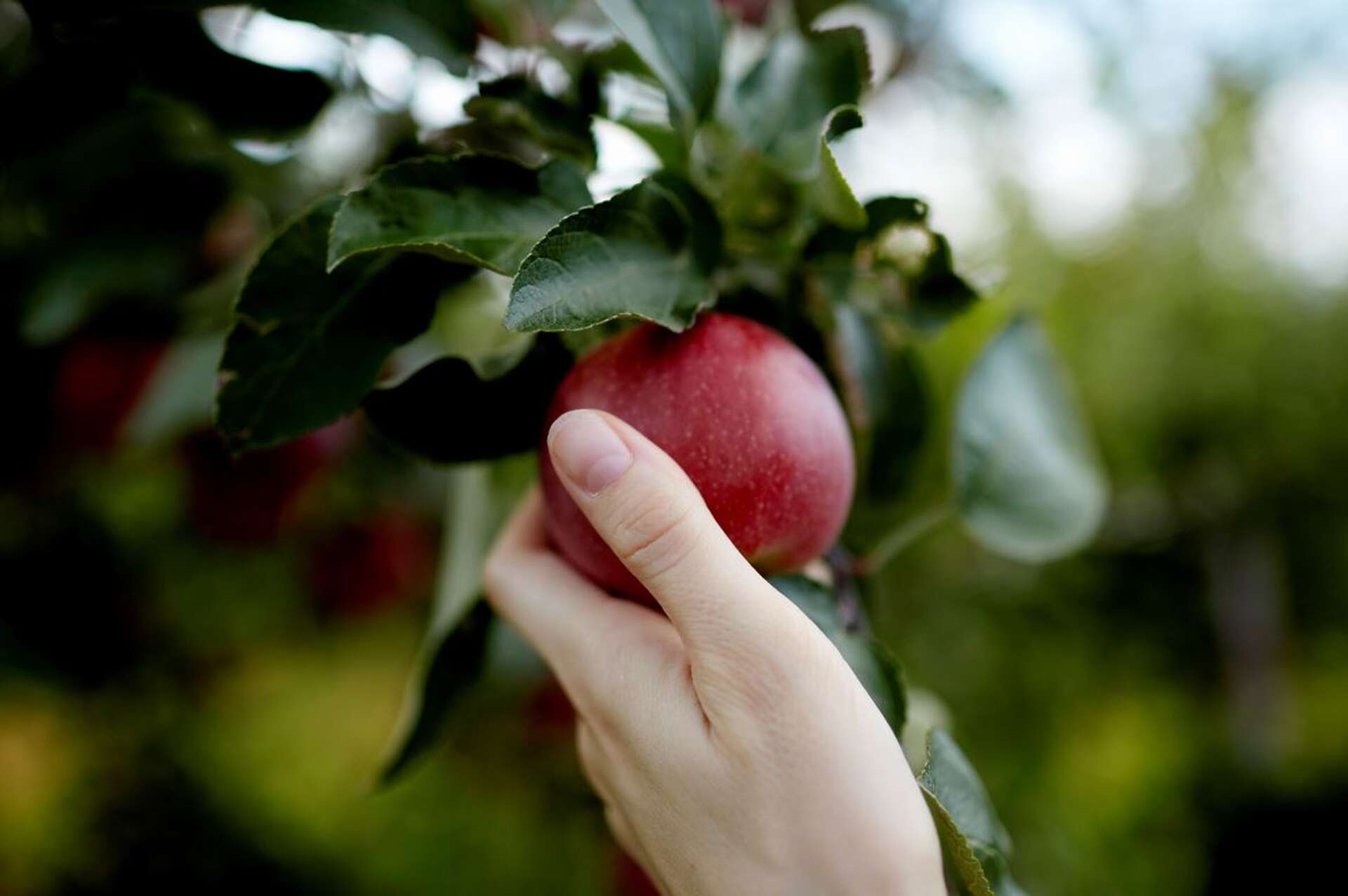 Plan your stops at these Riverbend apple orchards for fall fun