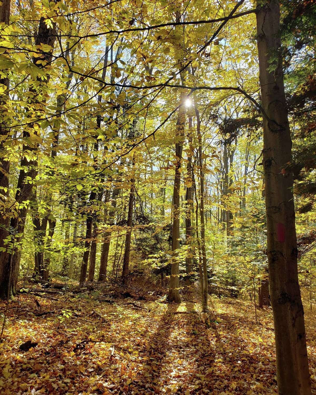 10 Northern Michigan spots to see the best fall colors