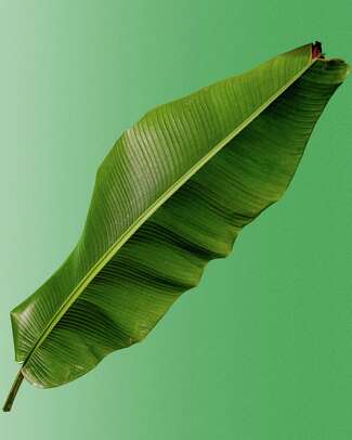 A banana leaf on a green background.