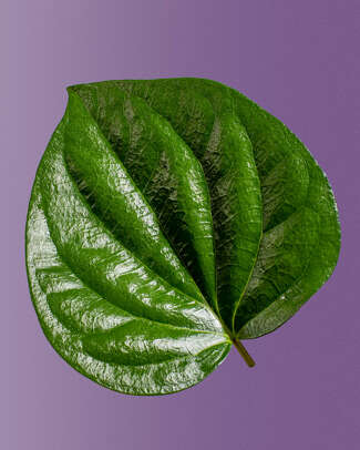 A betel leaf on a purple background