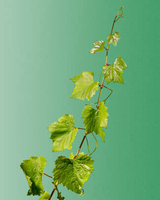 Grape leaves on a vine on a green background