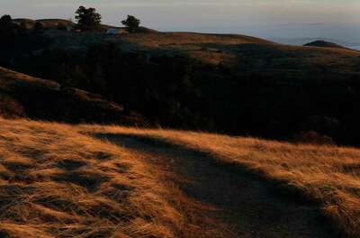 The setting sun paints the grass gold around Red Hill Trail in Sonoma Coast State Park.