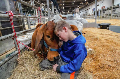 A young boy crouches with a laying-down calf and presses his head to the calfs head.