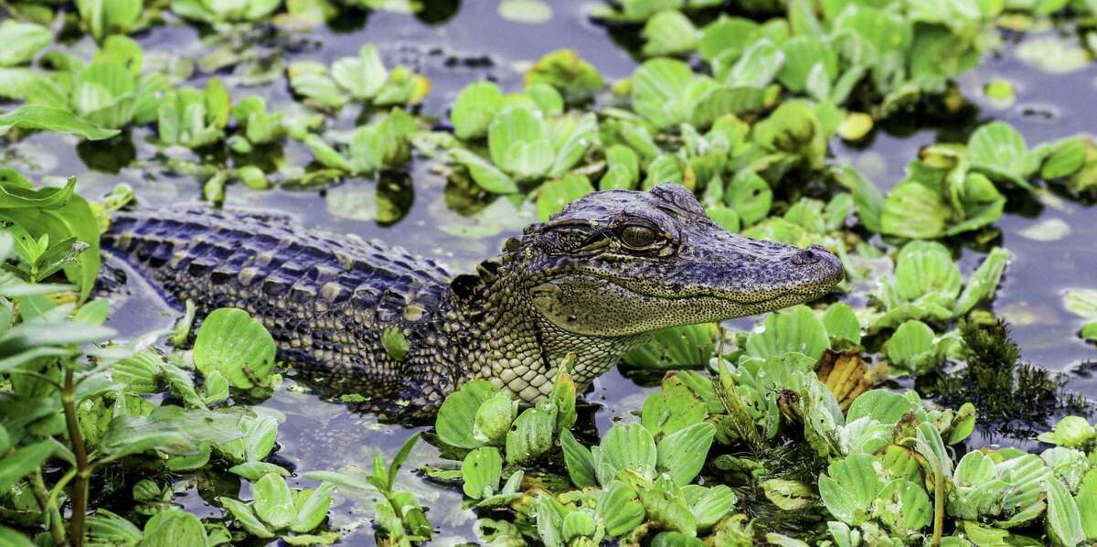 A young alligator wades through a pond in the Cullinan Park Conservancy