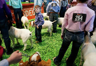 A boy looks back over his shoulder as all of the other taller competitors are seen looking forward as they wait to show their goats.