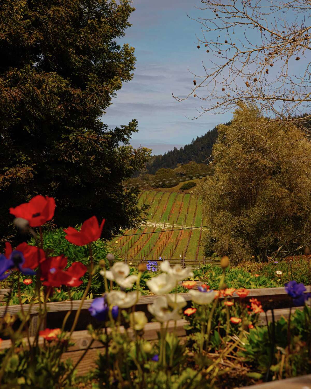 Best wineries to visit in California’s Anderson Valley