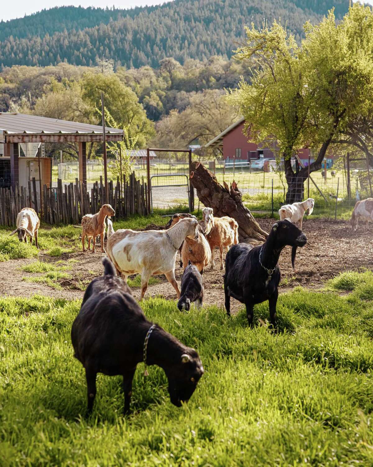 Best wineries to visit in California’s Anderson Valley