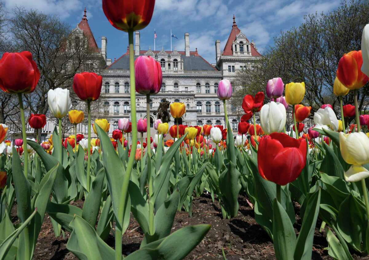 The best Albany Tulip Festival photos of 2023