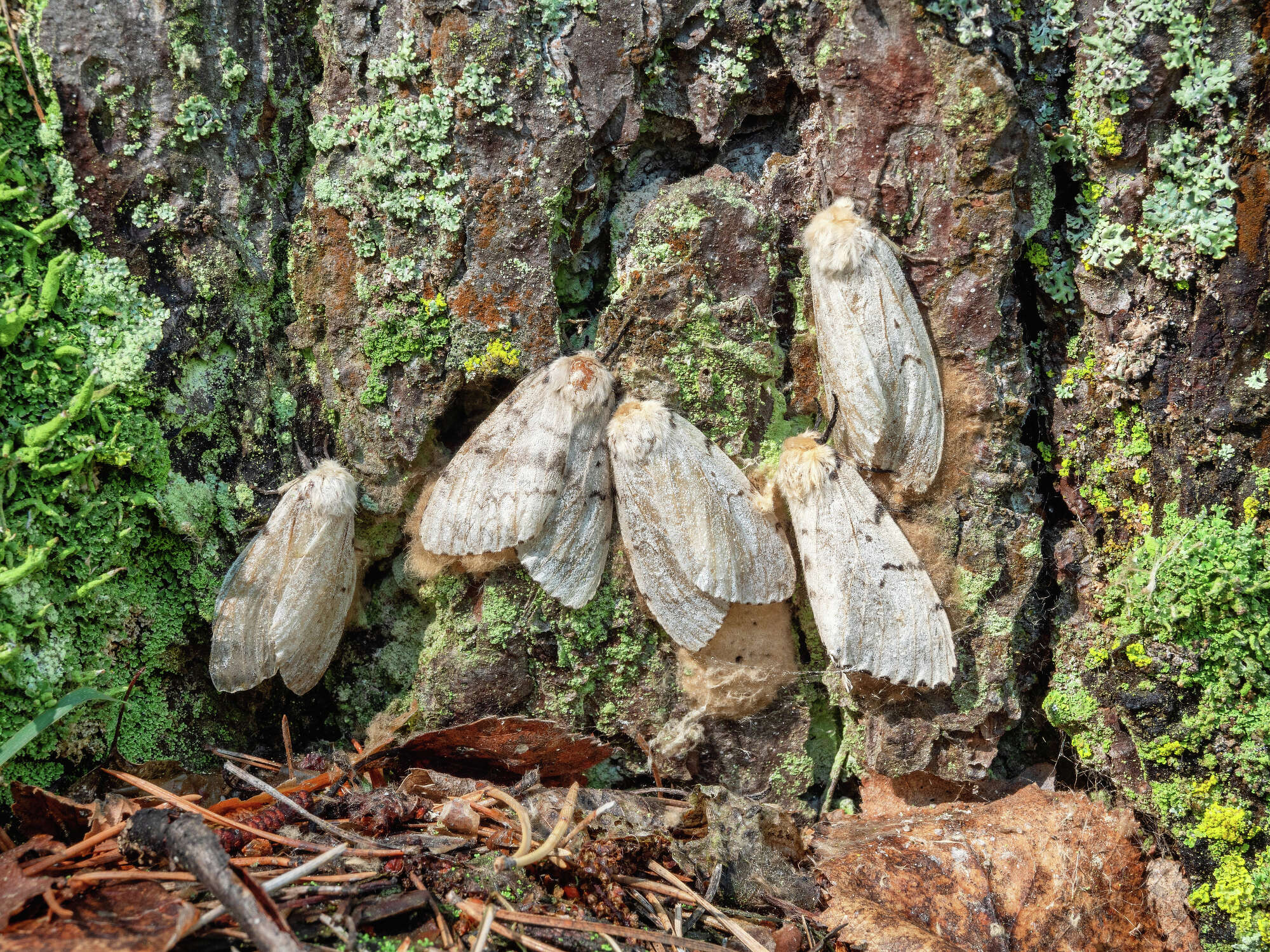Michigan Native Insects 10 Invasive insects that threaten Michigan's natural resources