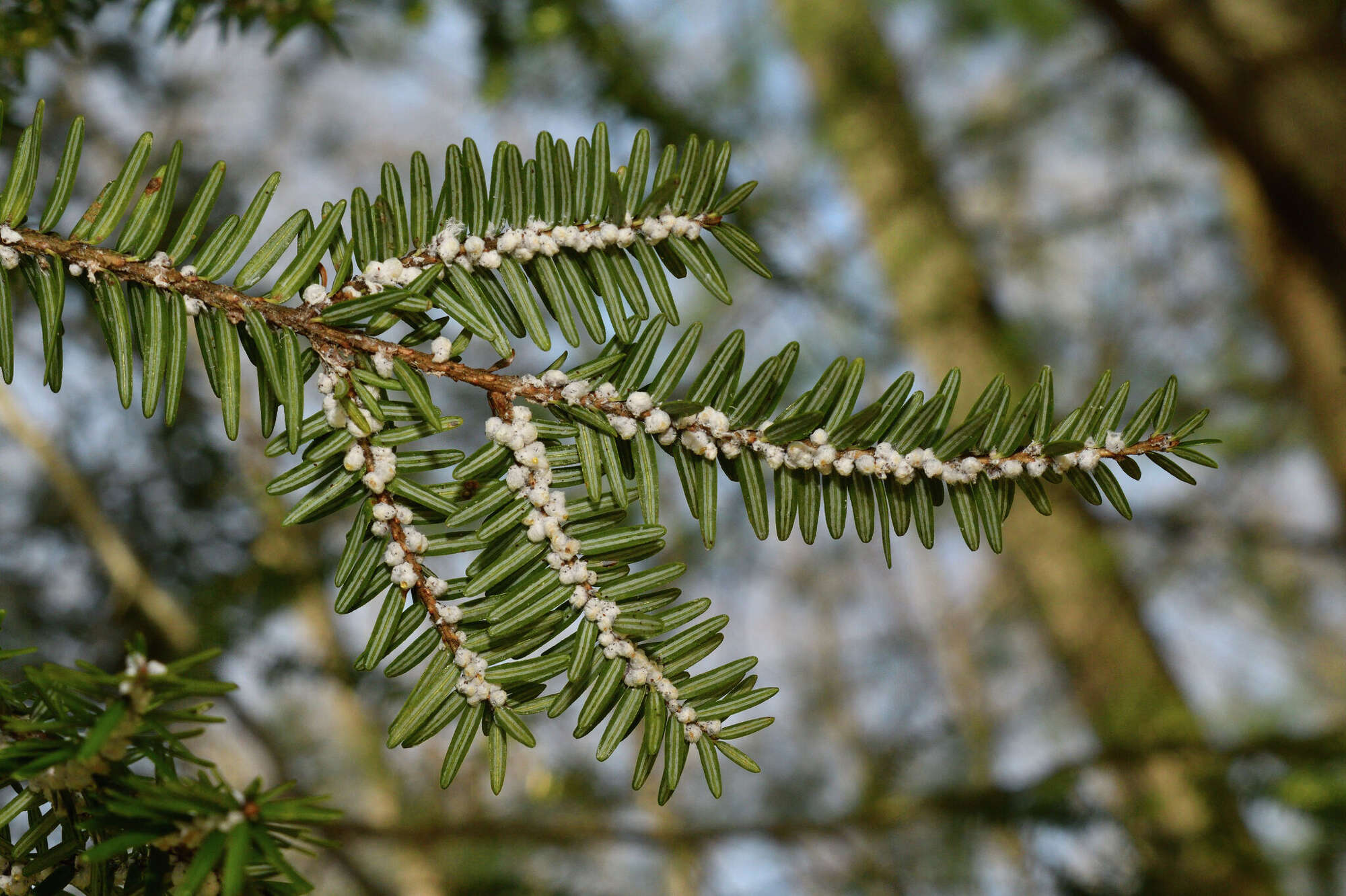 Tree Bug Michgian 10 Invasive insects that threaten Michigan's natural resources