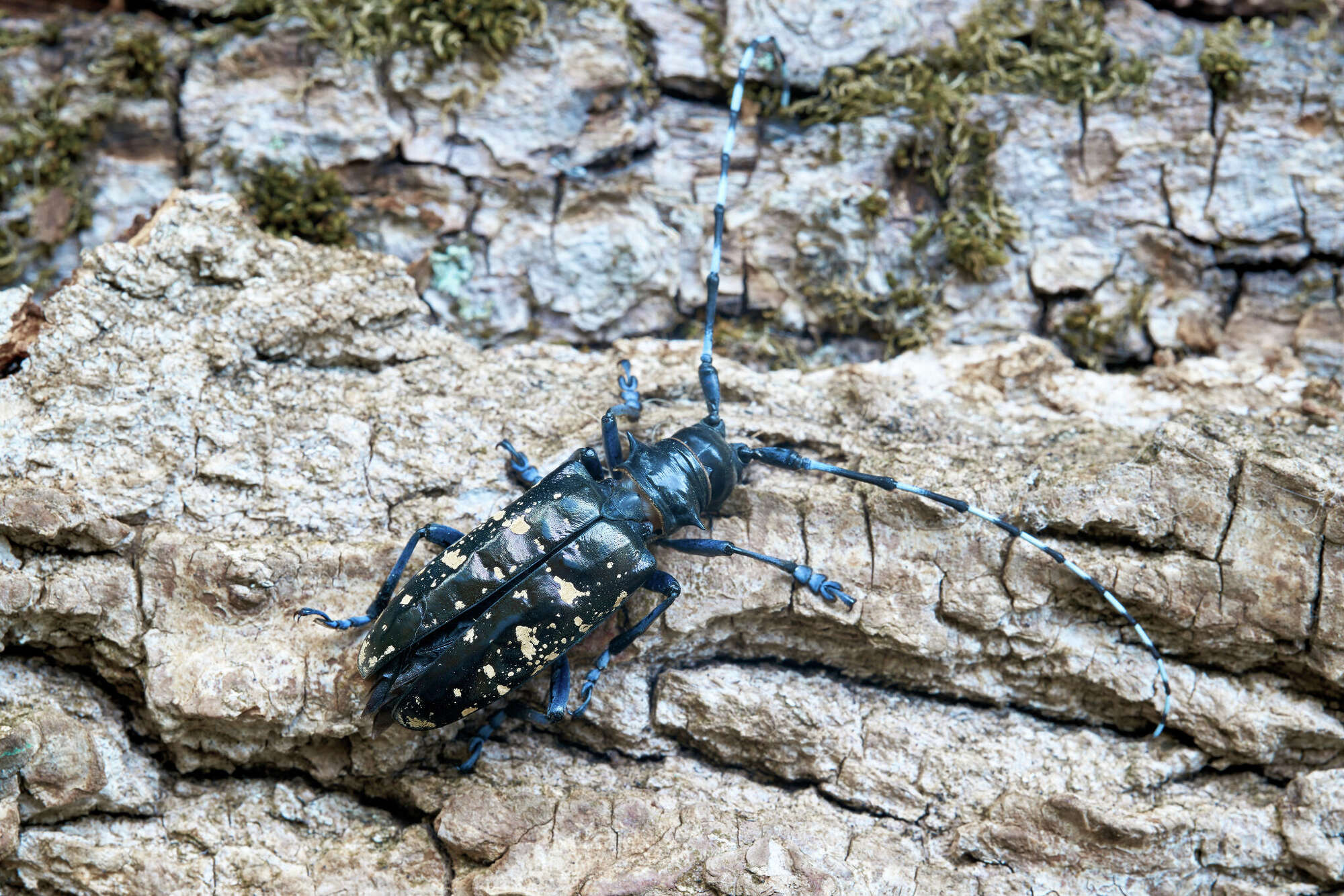 Michigan Digging Insect 10 Invasive insects that threaten Michigan's natural resources