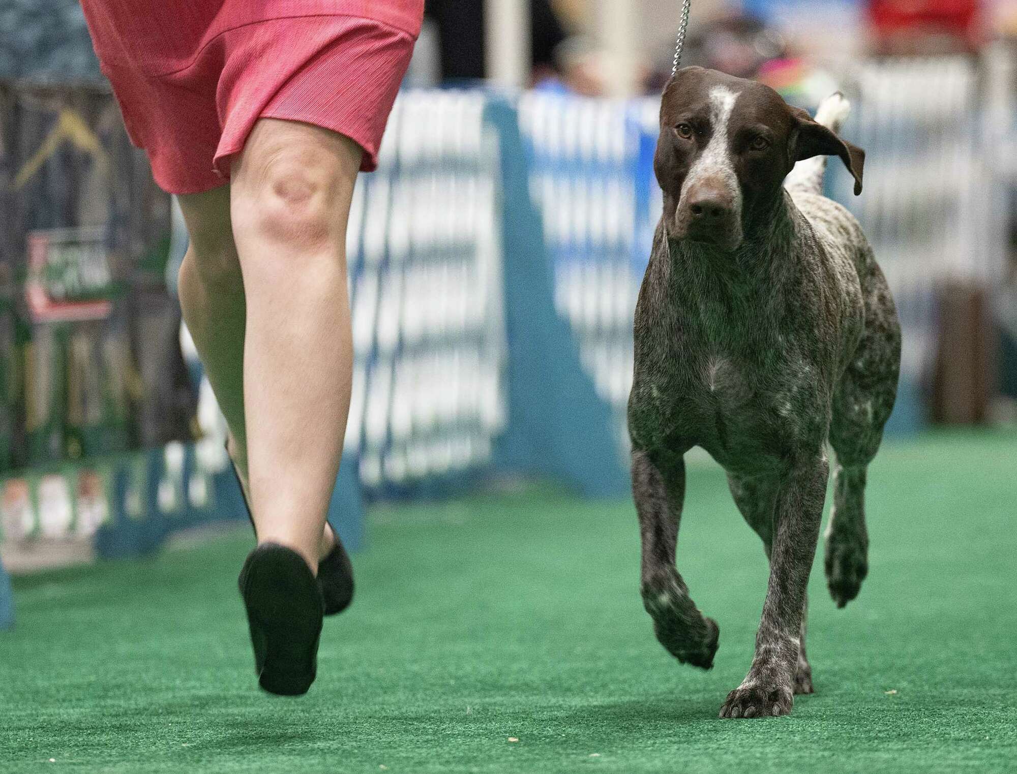 Houston World Series of Dog Shows See the best photos