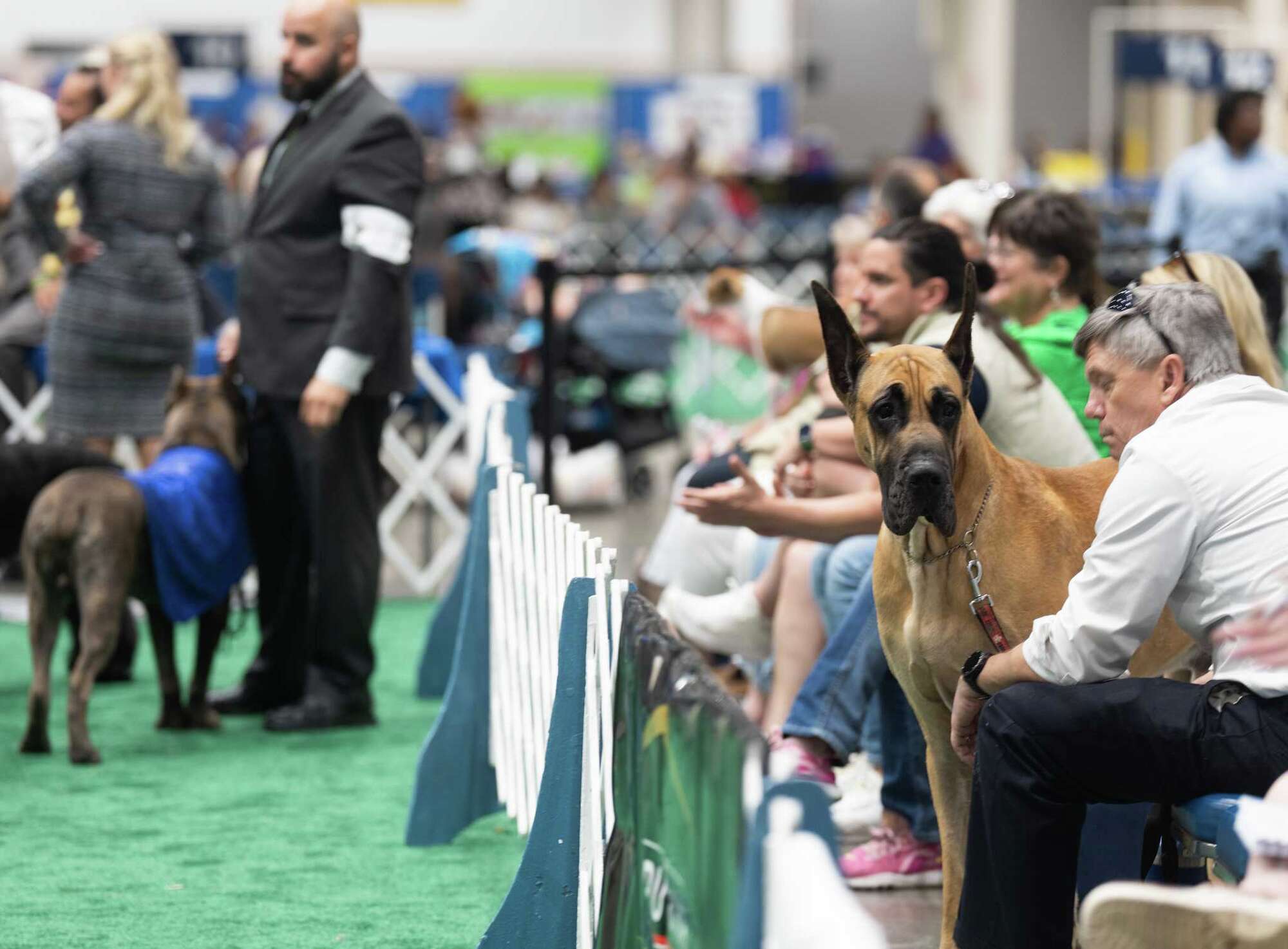 Family fun with dogs