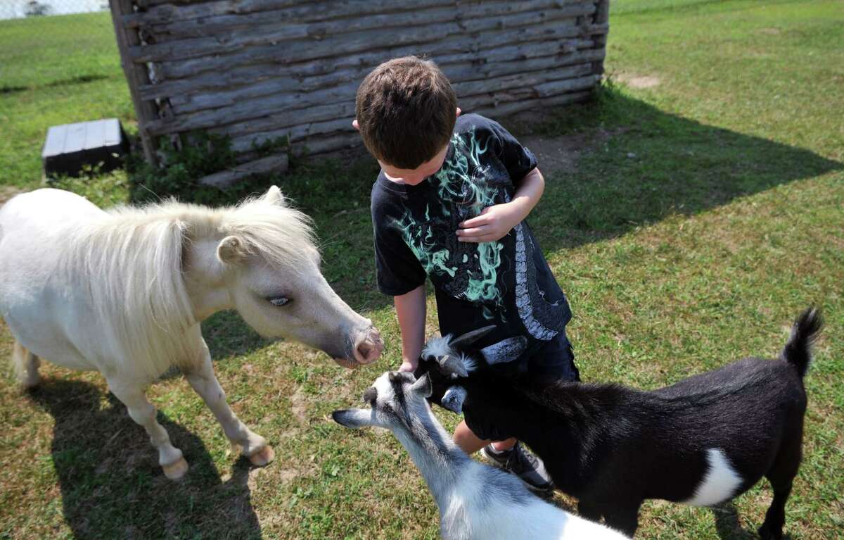 A boy feeds a pony and two goats from his hand.