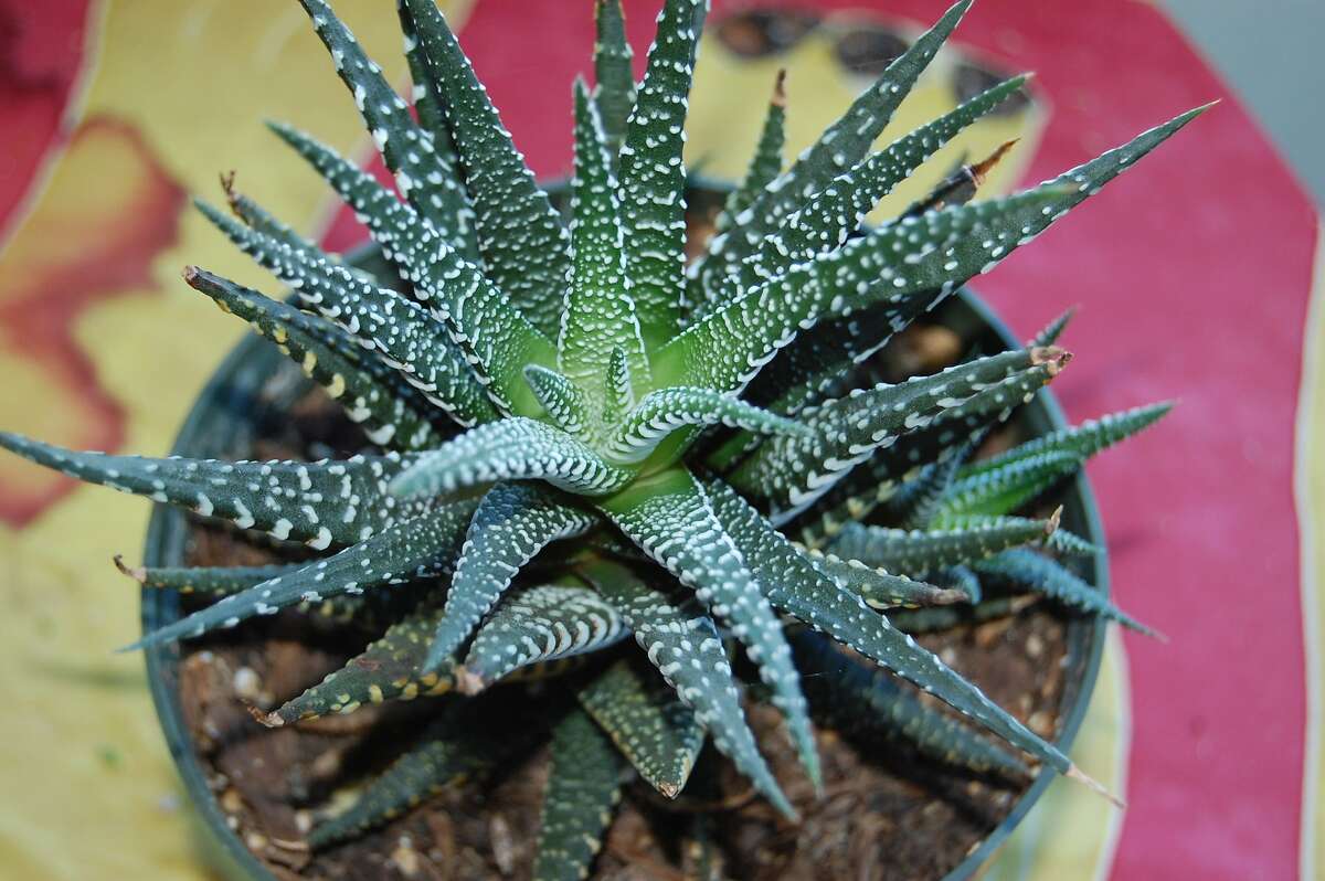 Growing succulents in a container. This is Haworthia fasciata.