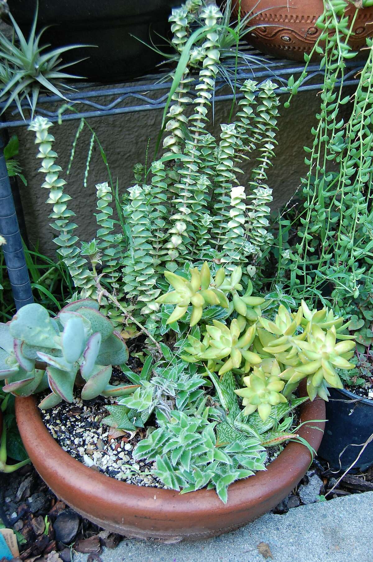 Growing succulents in a container.
