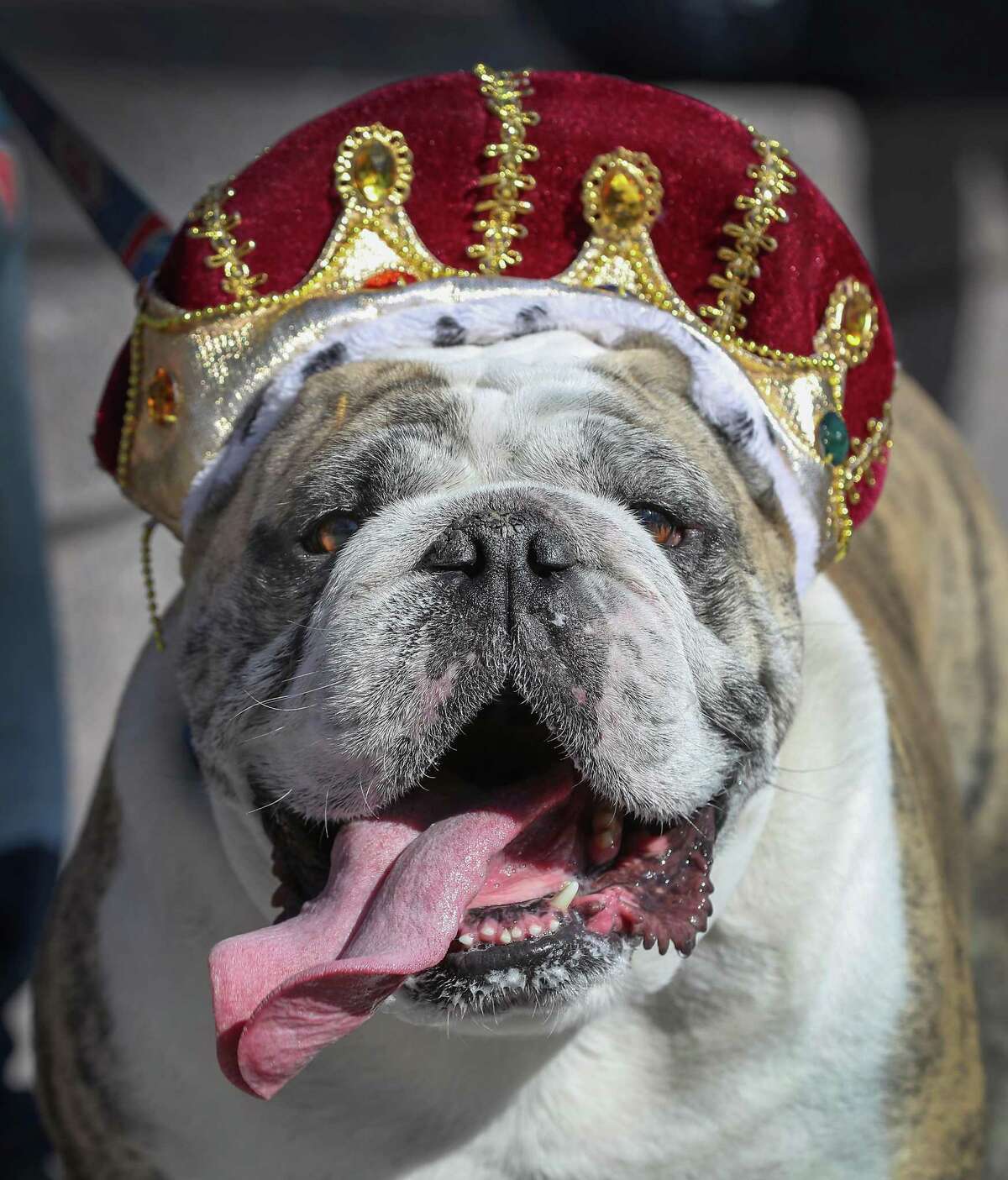 Mack, an English Bulldog, takes part in MFAH's Royals Doggie Day celebration paw-rade.