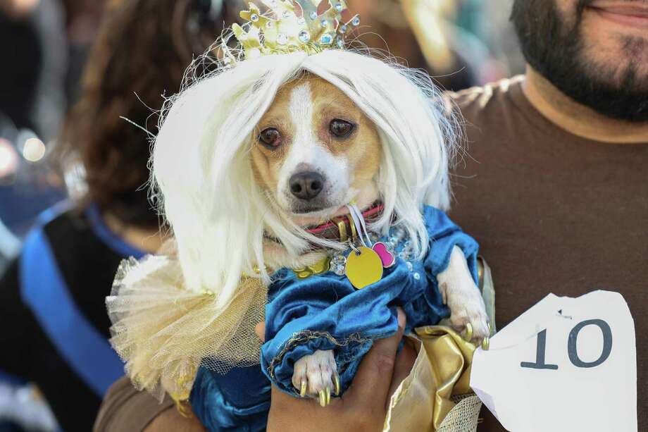 Royal Dog Paw Rade And Costume Contest Takes Over Museum District San Antonio Express News