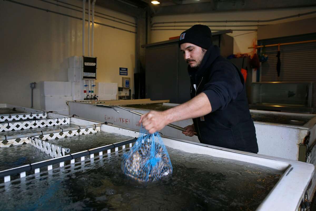 Retail operations manager Silvestre DaCosta sorts half bushel bags of oysters imported from Washington state at Hog Island Oyster Farm in Marshall, Calif. on Wednesday, Jan. 16, 2019. Harvesting on Tomales Bay has been temporarily suspended following reports of a few customers becoming infected with norovirus after consuming the oysters.