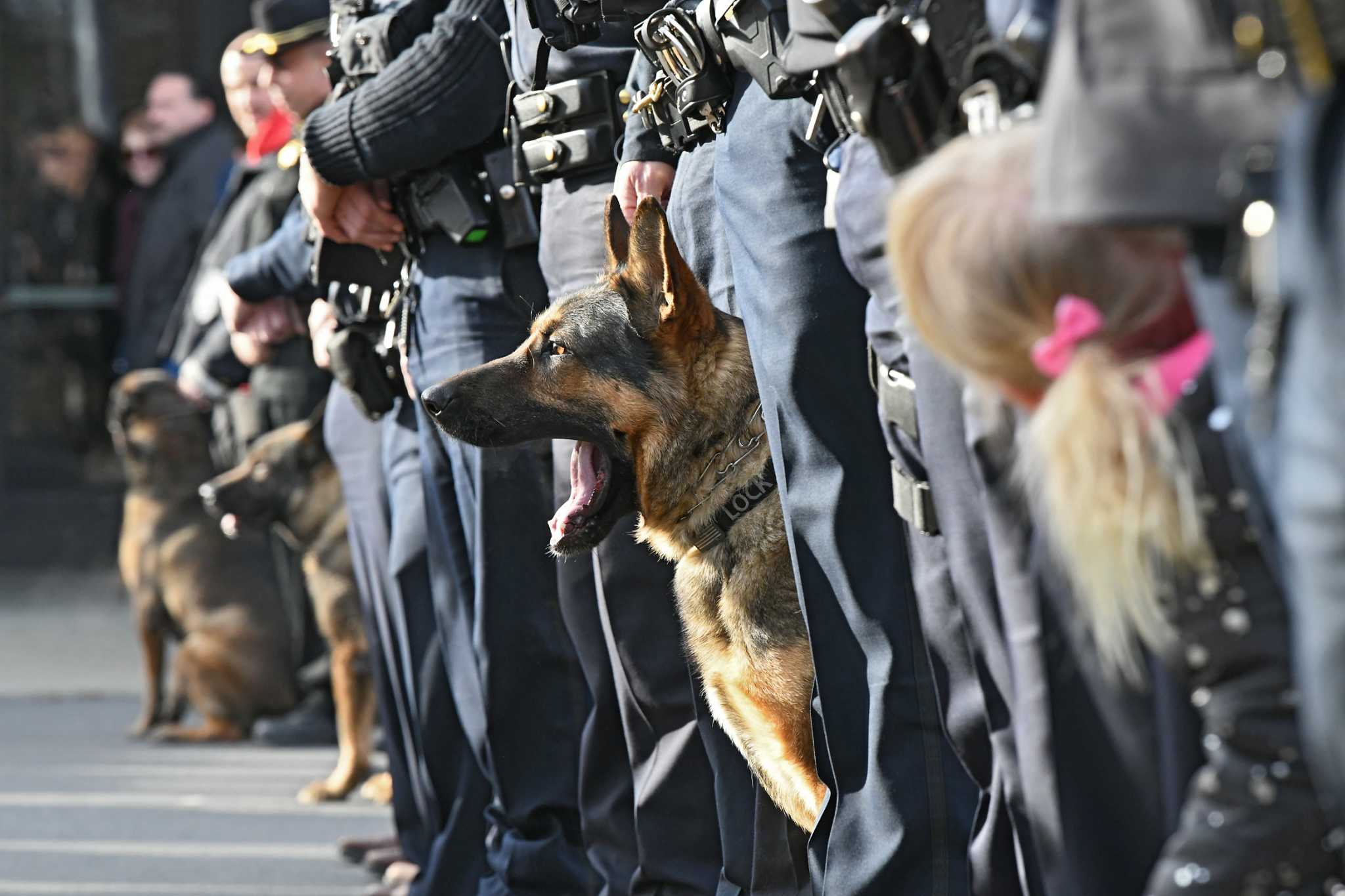 K9 Bruno joins Medford Police Department