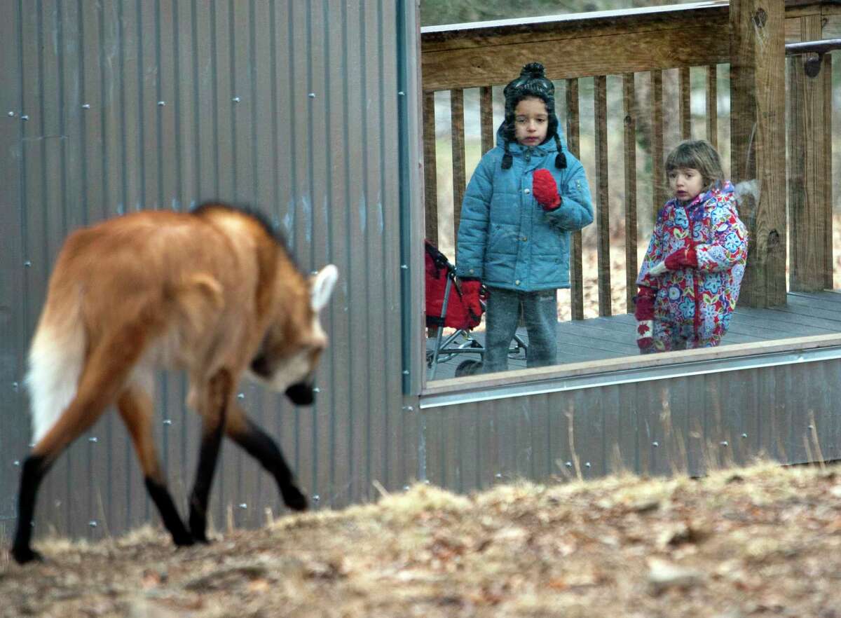 Beardsley Zoo welcomes Mexican gray wolf brothers