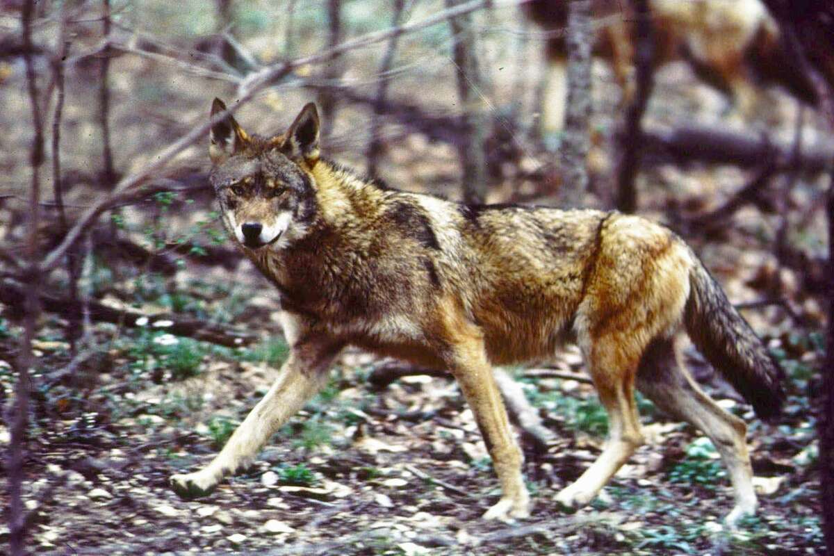 Wild Canids Carry DNA of “Extinct” Red Wolves