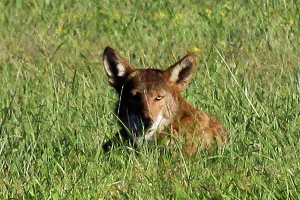 Wild canids carry DNA of “extinct” red wolves - ExpressNews.com